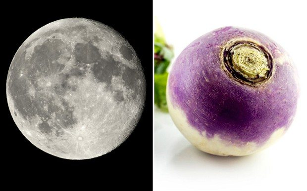 moon-turnip_2750104b